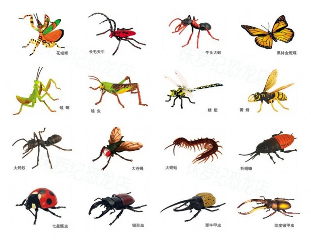 insects